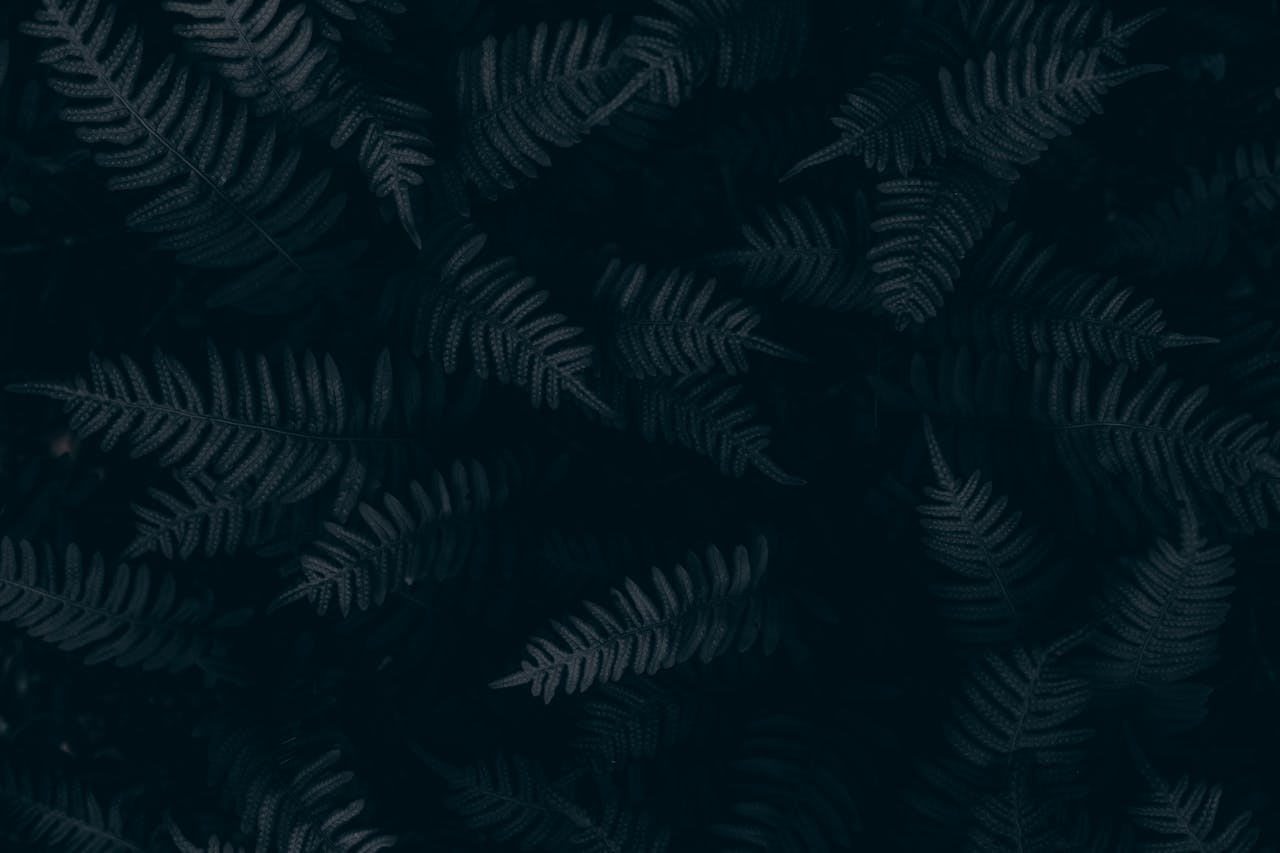 gallery-6 Moody dark green fern leaves create an atmospheric natural texture, perfect for backgrounds.